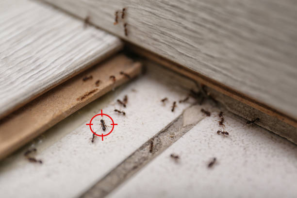  New London, OH Pest Control Pros