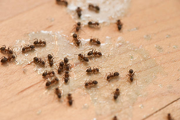 Best Emergency Pest Control  in New London, OH