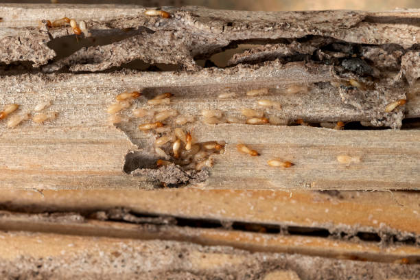 Best Pest Control Near Me  in New London, OH