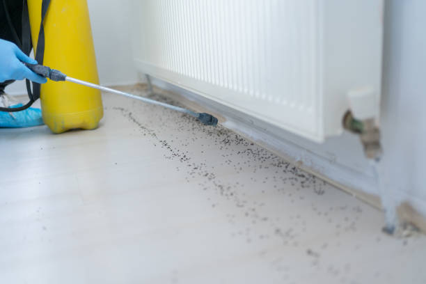 Best Ant Control Services  in New London, OH